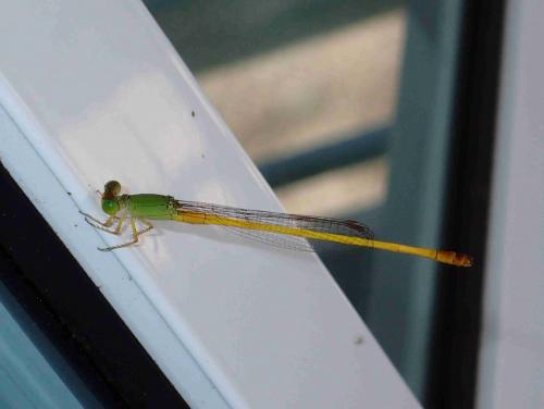 Réf. 215 479 : Ceriagrion indochinense